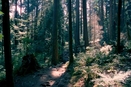 North Vancouver hiking trail