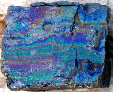 Peacock coal 6
