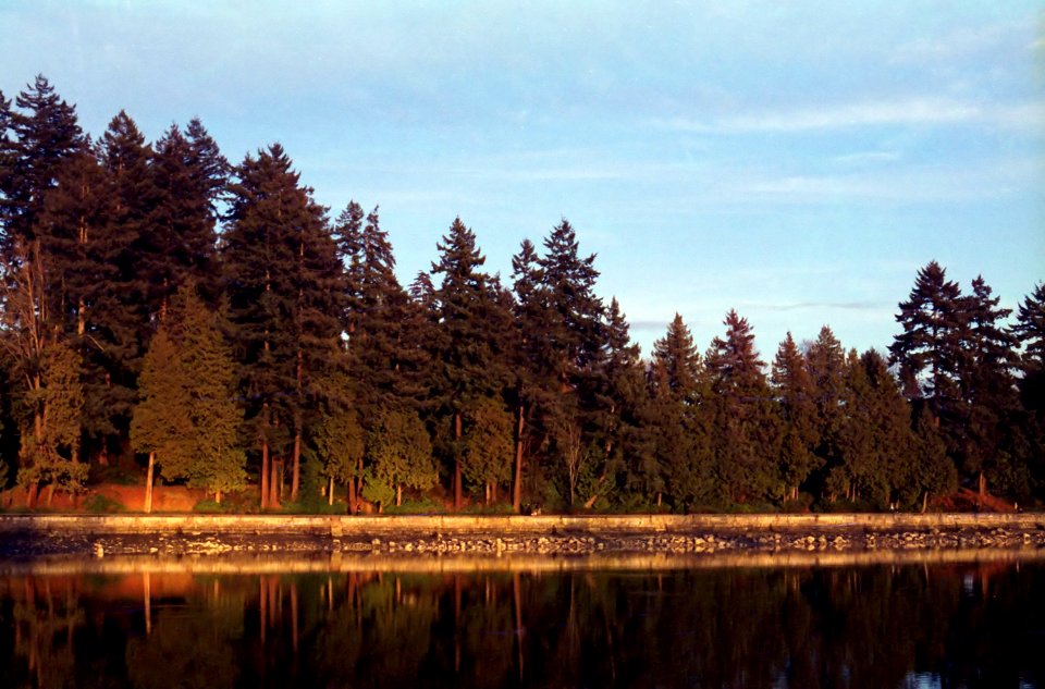 Stanley Park Trees Sunset
