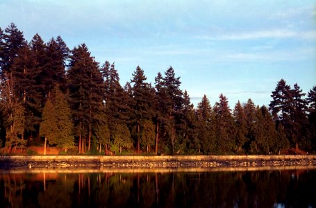 Stanley Park Trees Sunset