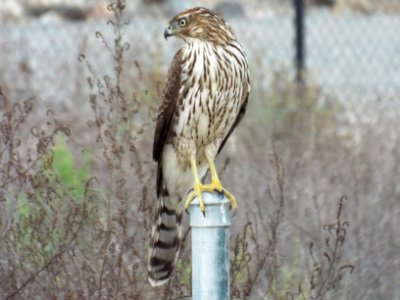 Cooper's Hawk