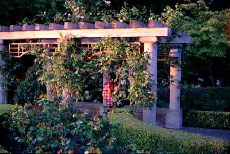 girl in the rose garden