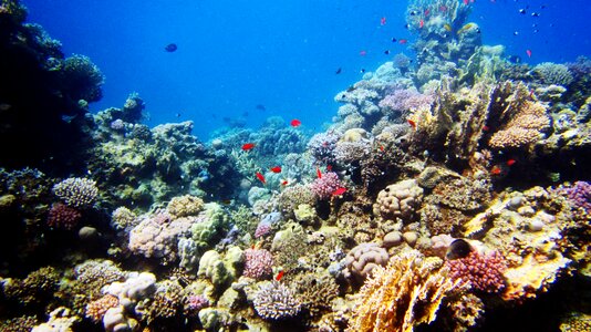 Coral underwater world marine life photo