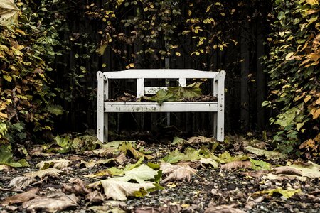 Autumn backyard weathered