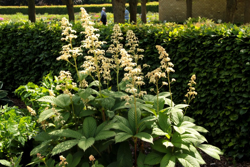rodgersia hermann hackenjos