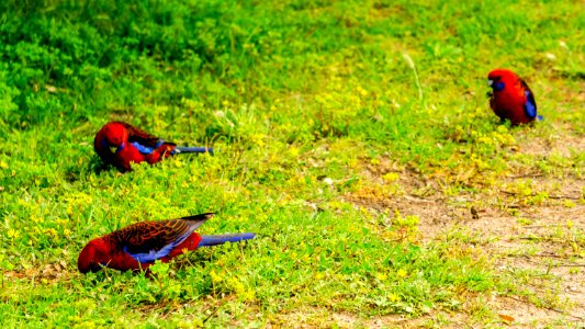 Crimson Rosella photo