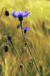 Blue nature flowers