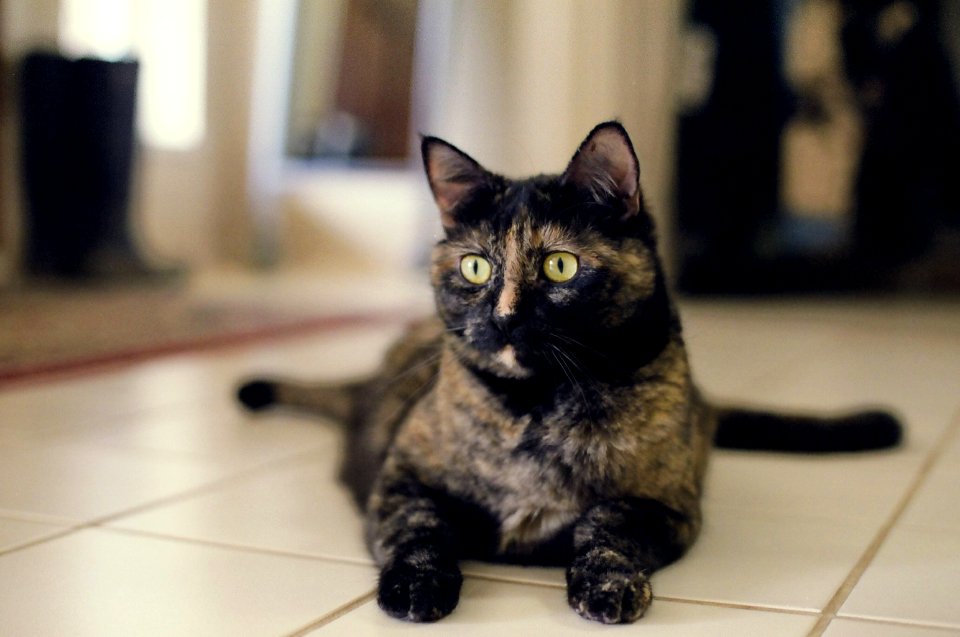 Cat Lounging on the Floor
