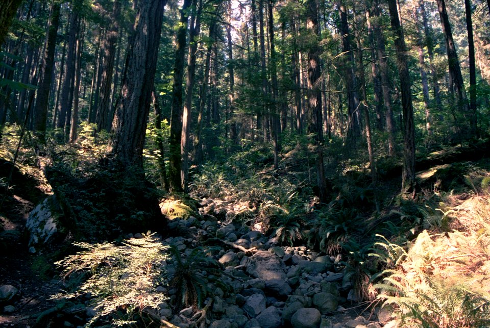 North Vancouver forest