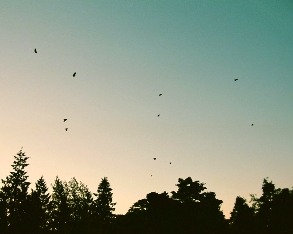 Birds in the Evening Sky