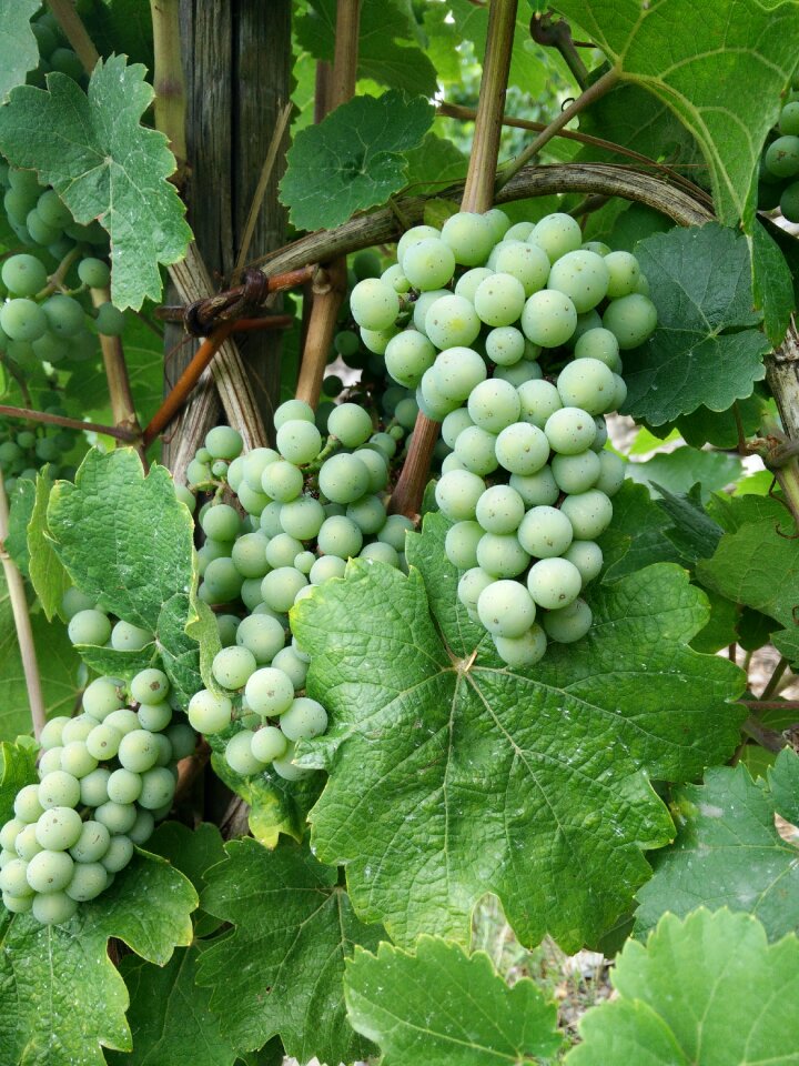 Riesling grapes mosel