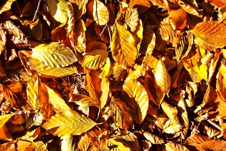 Yellow fall color golden autumn photo