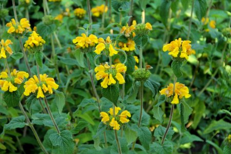 phlomis