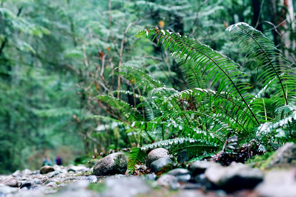 hiking trail ground