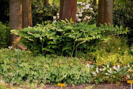 polygonatum
