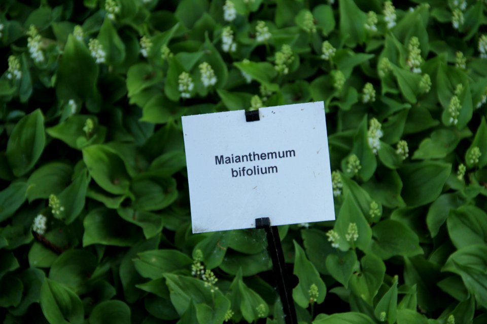 Maianthemum bifolium (3)