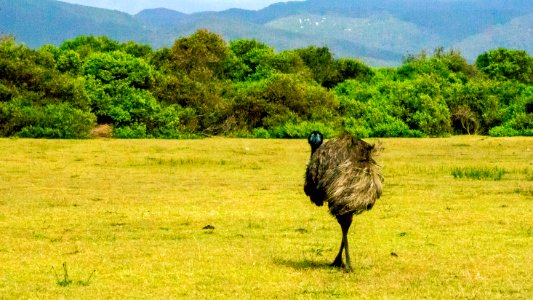 Emu photo