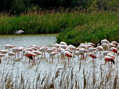 Group flock pink photo