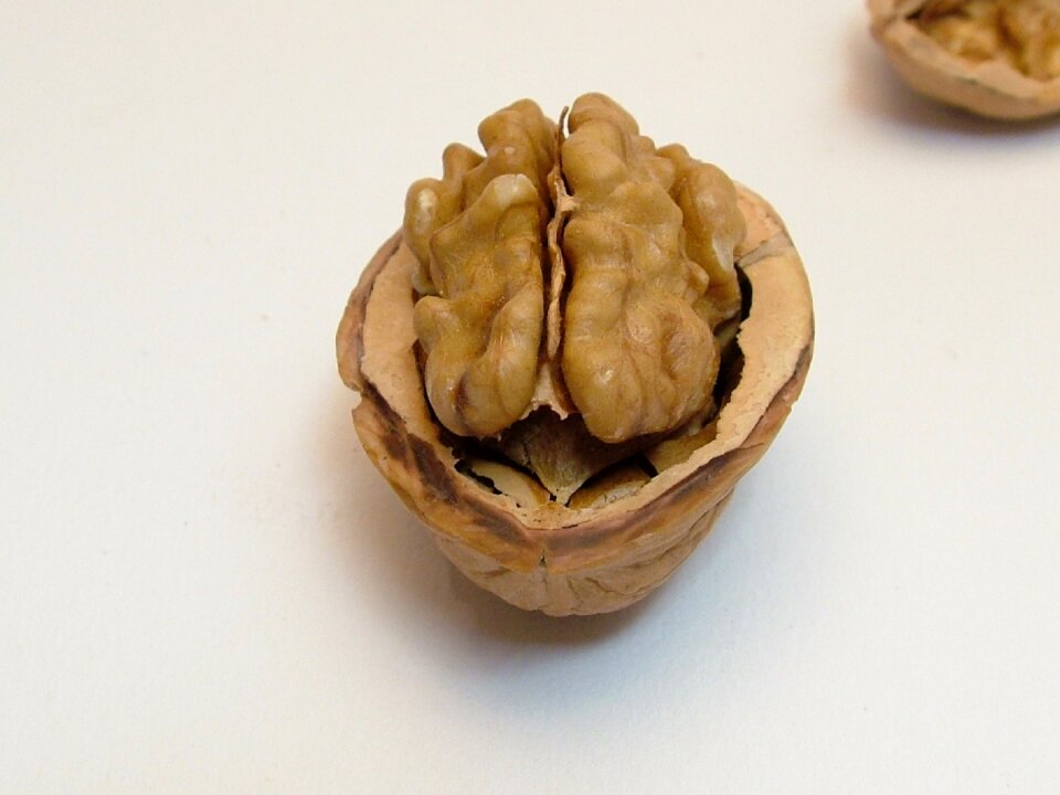 Eat brown brain