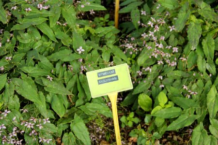 Epimedium