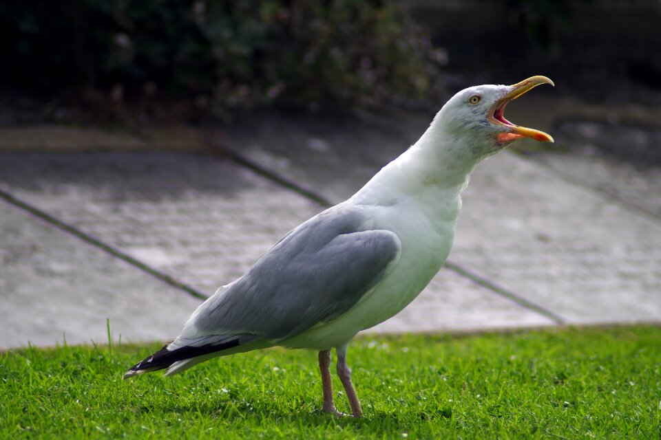 Squawk squawking nuisance
