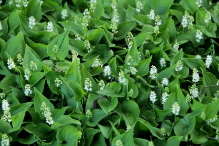 Maianthemum bifolium (2)
