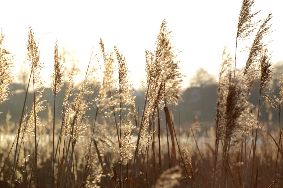Meadow plant season