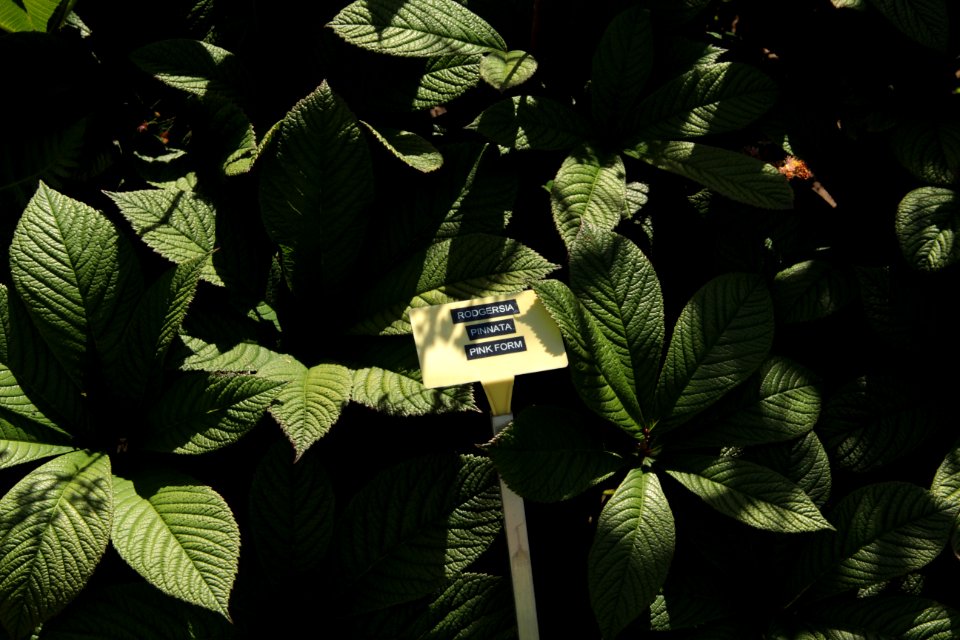 rodgersia pinnata hortorum