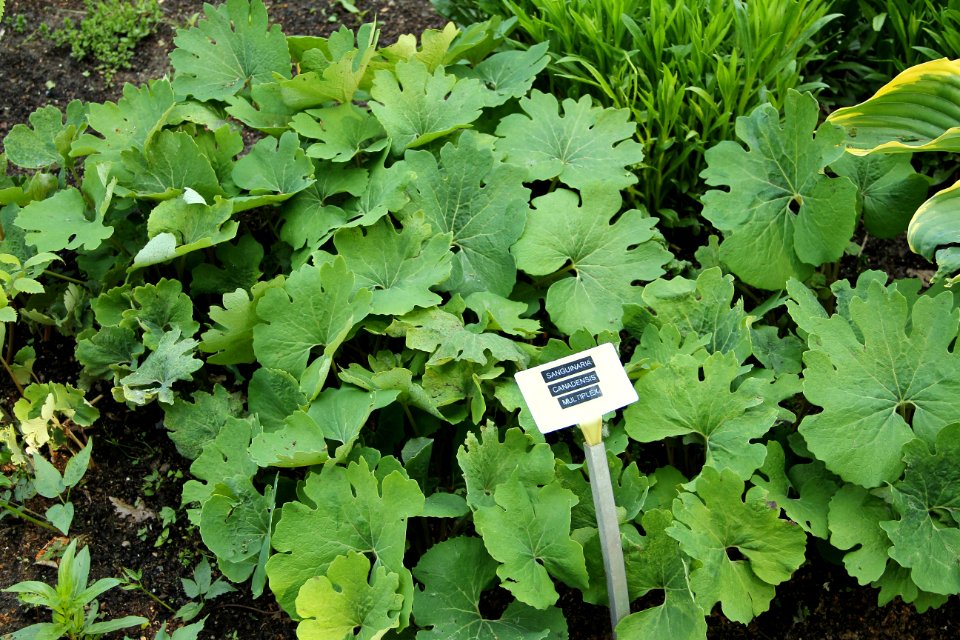 sanguinaria