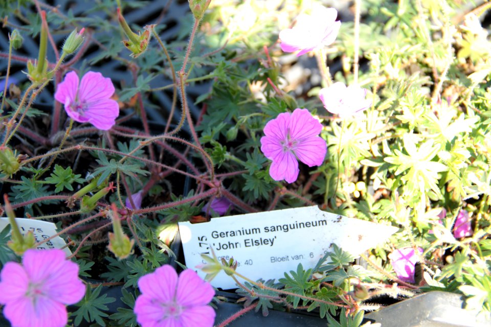 geranium sanguinium john elsley