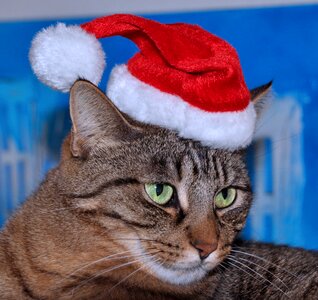 Cat nicholas domestic cat