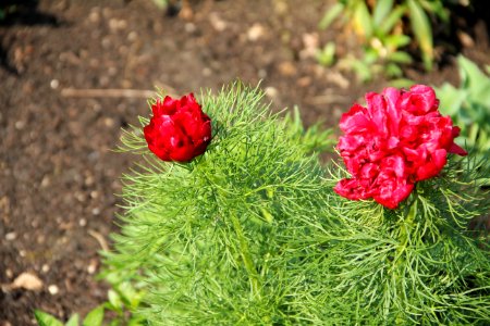 Paeonia tenuifolia Plena
