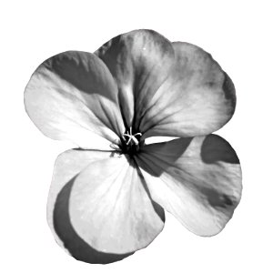 Flower of geranium with effect