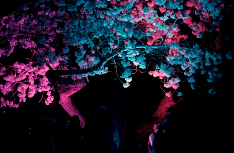 Stanley Park Sakura illumination 1