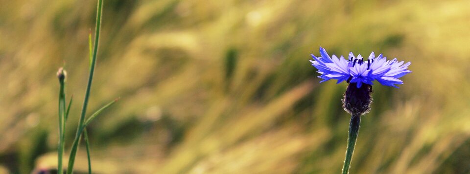 Bloom summer flower photo