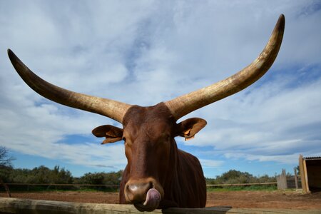 Animals zoo head