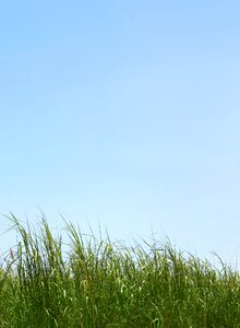 Background green nature