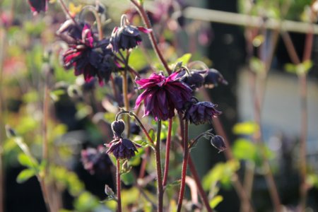 aquilegia (2)