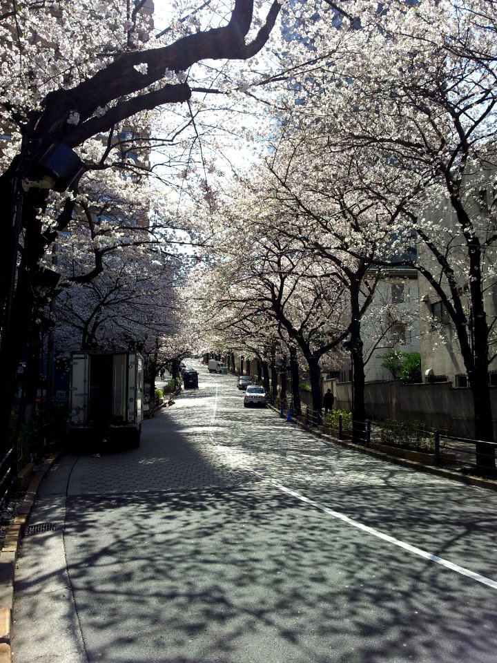 Cherry alley
