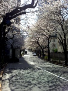 Cherry alley