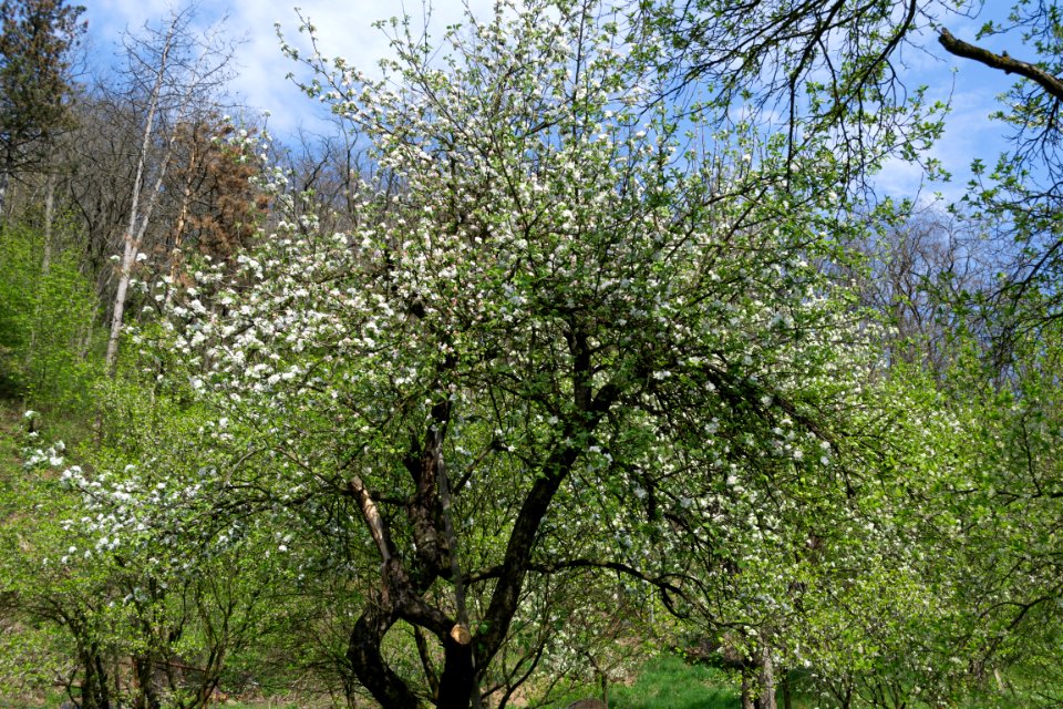 Nature