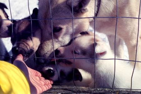 puppies licking hand