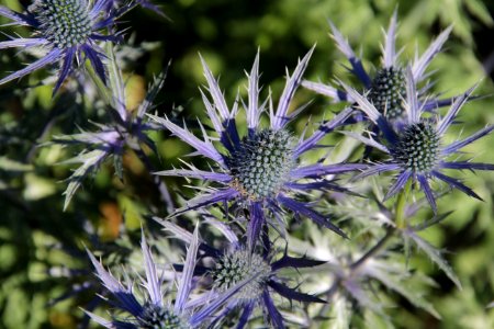 eryngium big blue