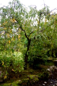 兼六園 / Kenrokuen Garden