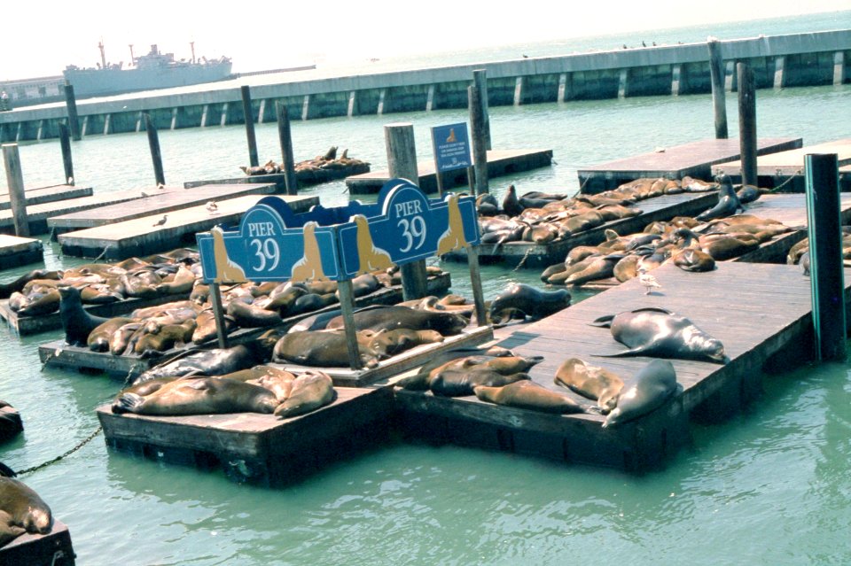 Sea Lions at San Francisco Pier