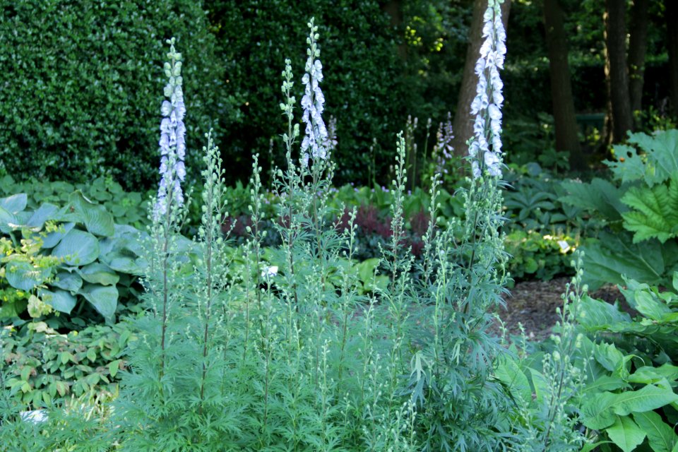 aconitum stainless steel