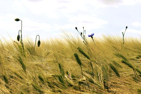 Grain agriculture nature photo