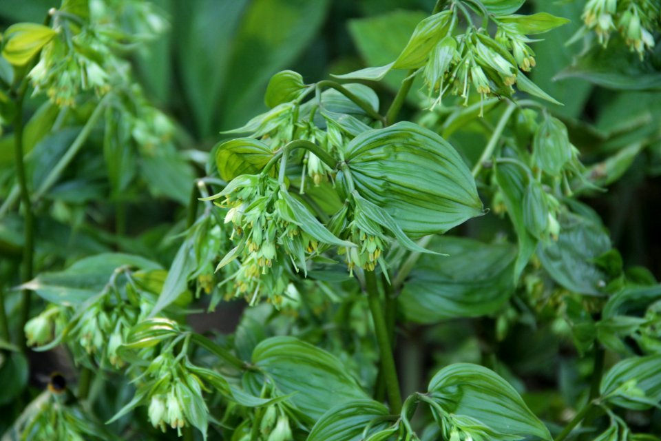 Disporum megalanthum