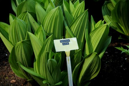 veratrum album