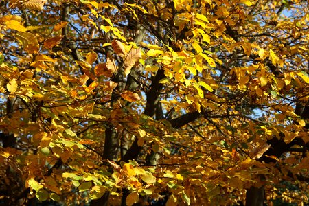 Nature autumn leaves maple leaves photo